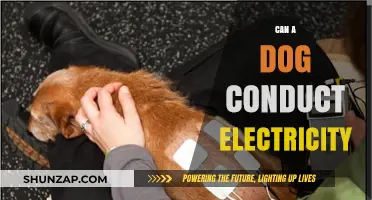 Can a Dog Conduct Electricity? Exploring the Science Behind It