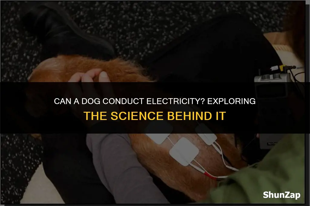 can a dog conduct electricity