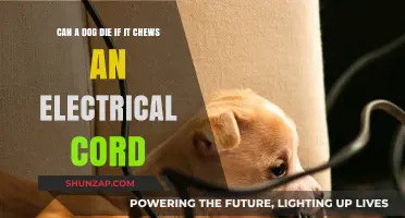 Electrical Cord Dangers: Can Your Dog Die from Chewing One?