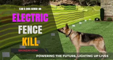 Electric Fence Safety: Can Dogs Sense Deadly Danger?