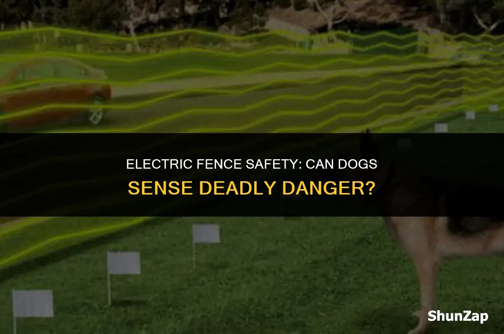 can a dog sense an electric fence kill