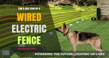 Can a Dog Tear Up a Wired Electric Fence?