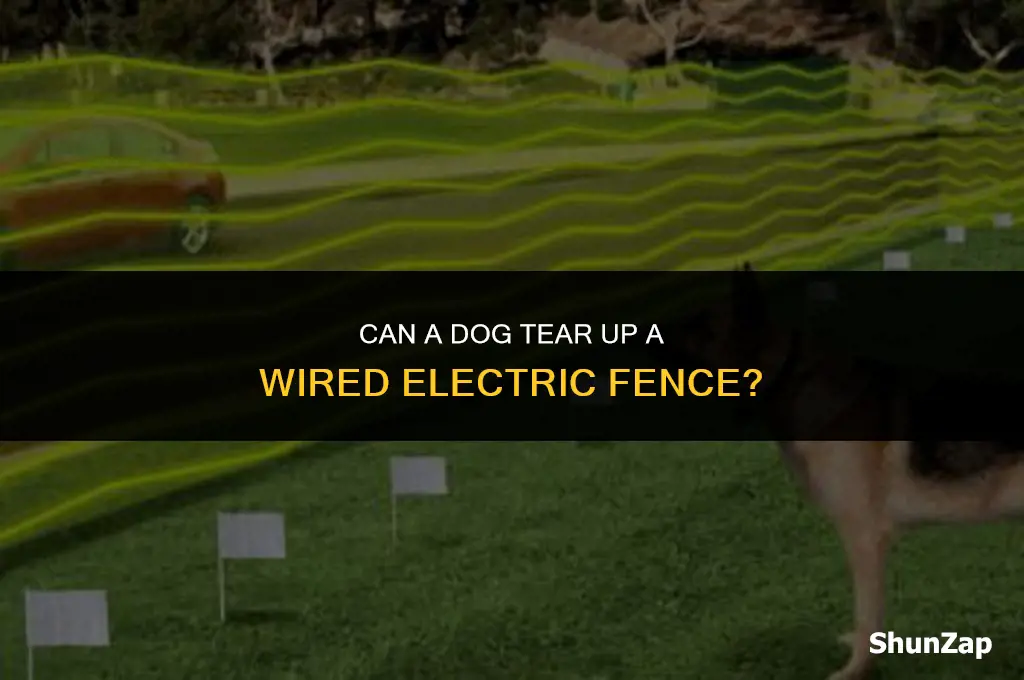 can a dog tear up a wired electric fence
