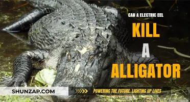 Electric Eels vs. Alligators: A Shocking Showdown in the Wild