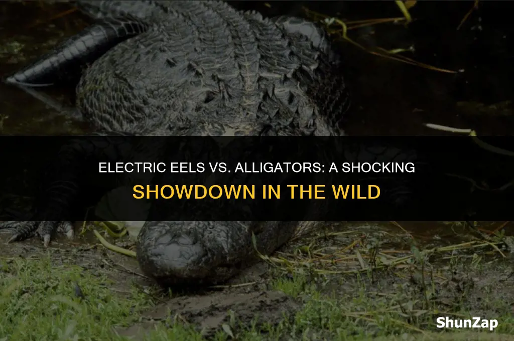 can a electric eel kill a alligator