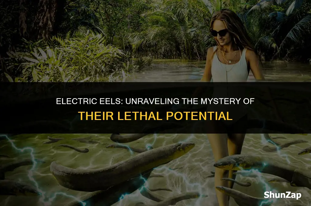 can a electric eel kill a human