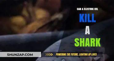 Electric Eels vs. Sharks: Unraveling the Shocking Truth