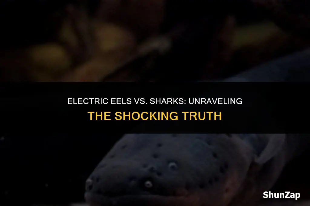 can a electric eel kill a shark