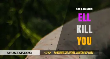 The Shocking Truth: Can an Electric Eel Really Kill You?