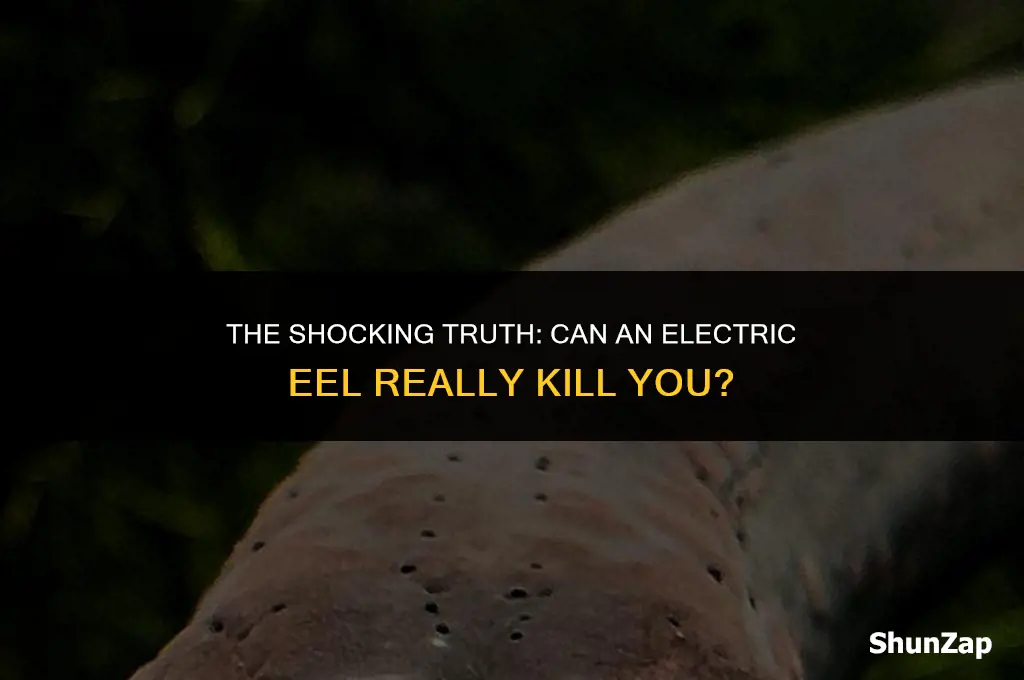 can a electric ell kill you