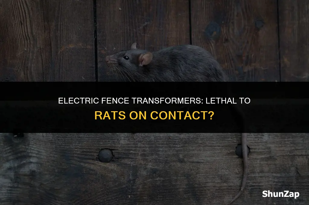 can a electric fence transformers kill a rat on contact