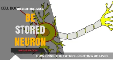 Exploring the Intersection of Electricity and Neuroscience: Can Signals Be Stored in Neurons?