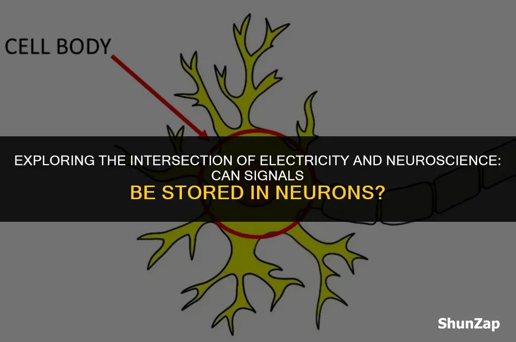 can a electrical signal be stored neuron