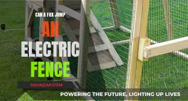 Can a Fox Jump an Electric Fence? Myths and Facts