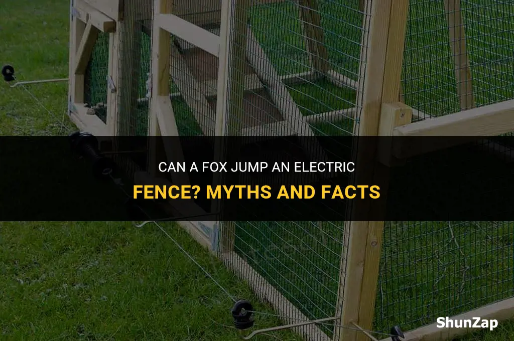 can a fox jump an electric fence