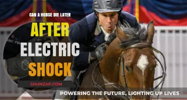 Electric Shock in Horses: Long-Term Effects and Potential Fatalities