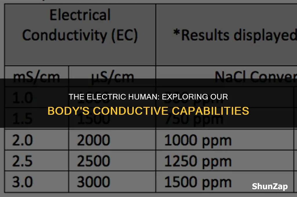 can a human body conduct electricity