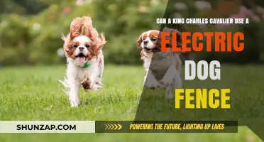 Can King Charles Cavaliers Safely Use Electric Dog Fences?