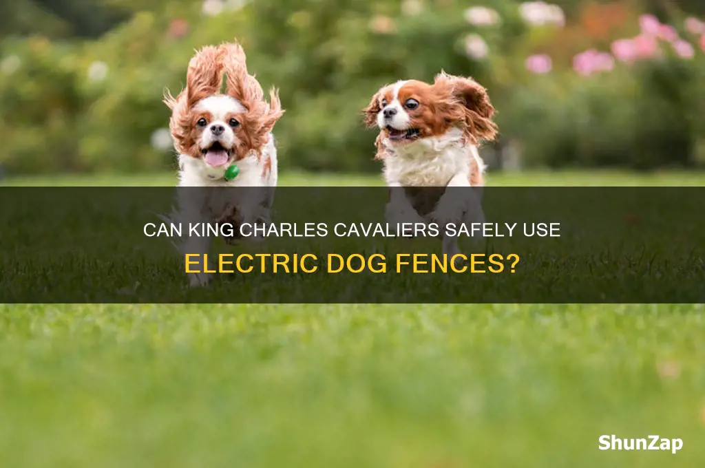 can a king charles cavalier use a electric dog fence