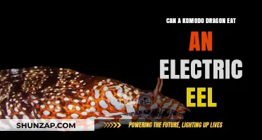 Can Komodo Dragons Feast on Electric Eels? Shocking Truth Revealed!