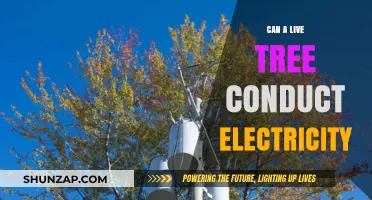 Exploring Nature's Power: Can Living Trees Conduct Electricity?