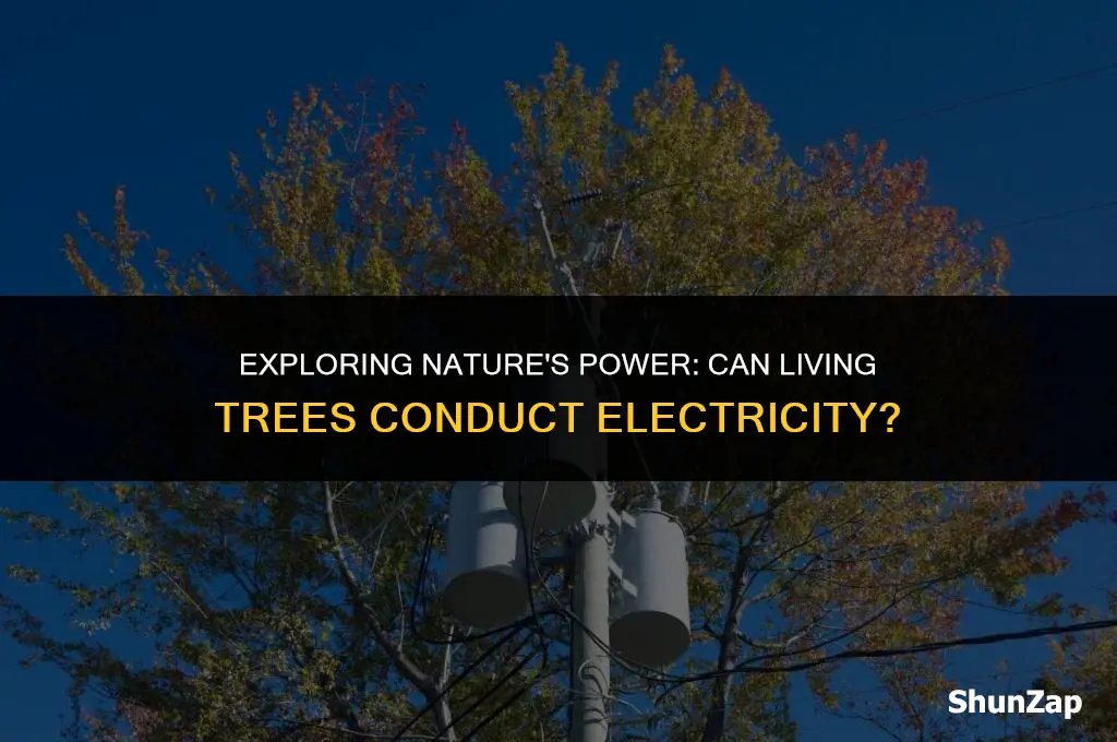 can a live tree conduct electricity