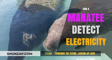 Electroreception in Manatees: Unveiling Their Hidden Sensory Abilities