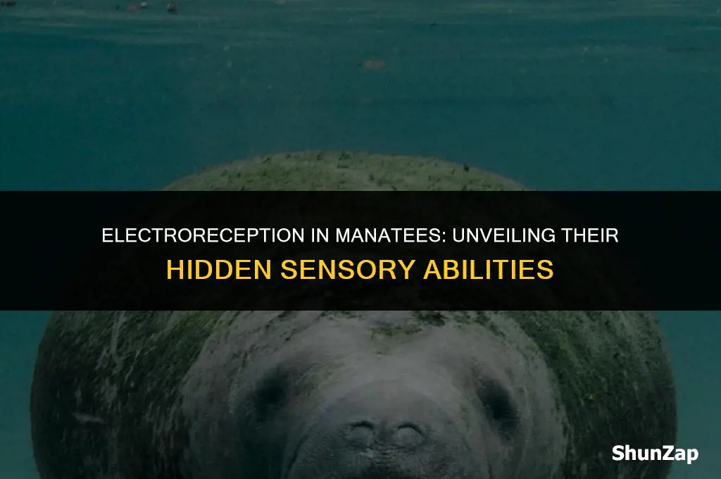 can a manatee detect electricity