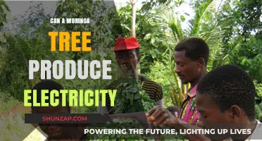 Exploring the Potential: Can Moringa Trees Generate Electricity?