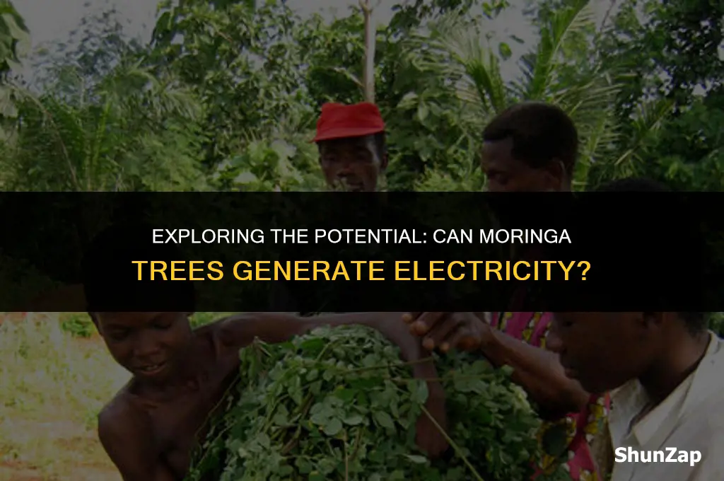 can a moringa tree produce electricity