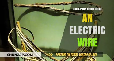 Nature's Power: Can a Palm Frond Really Snap an Electric Wire?
