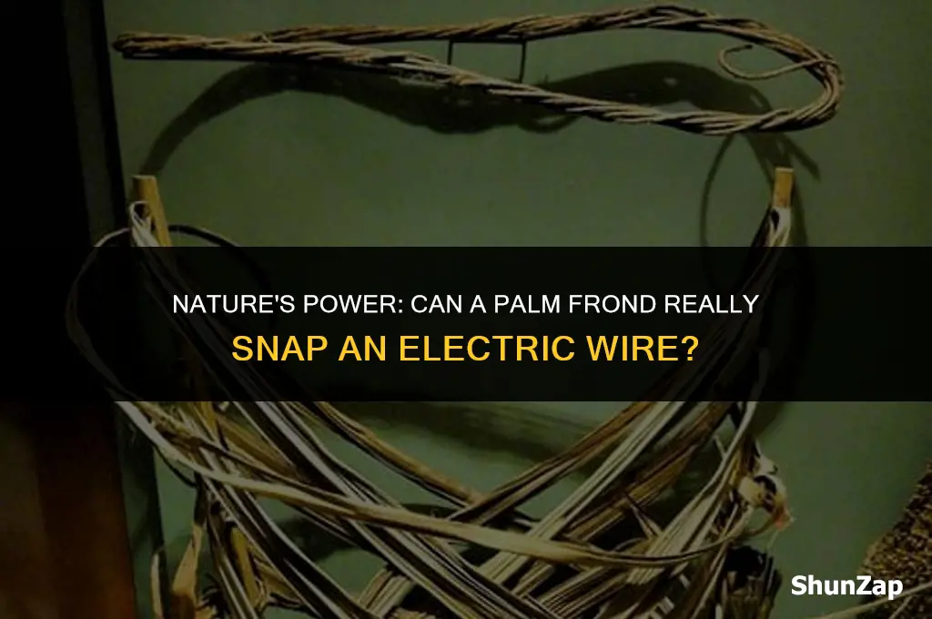 can a palm frond break an electric wire