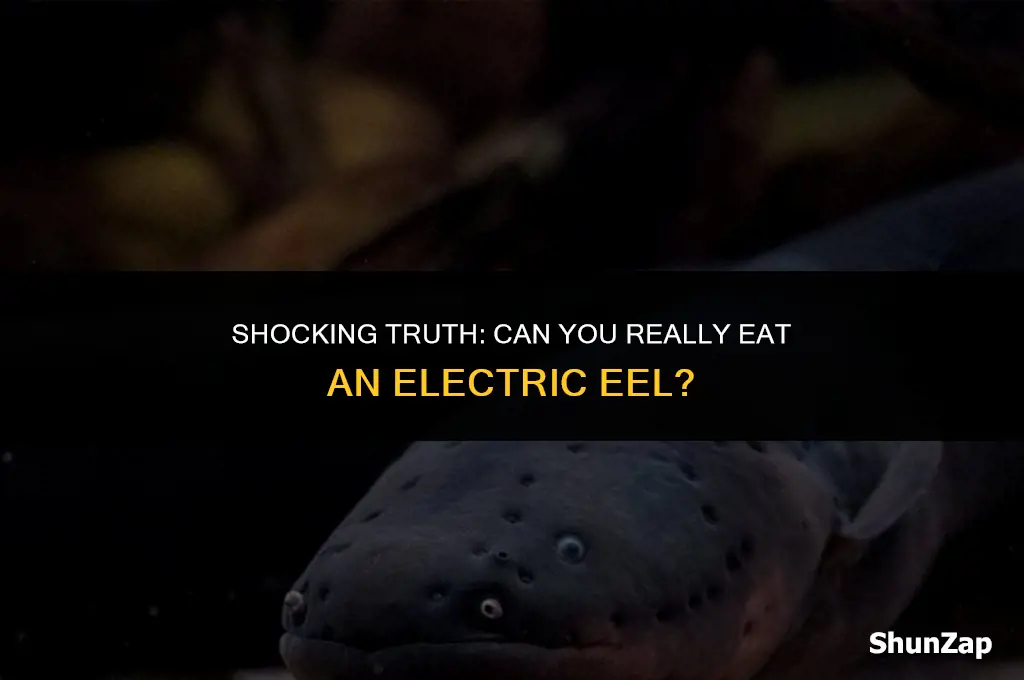 can a person eat an electric eel