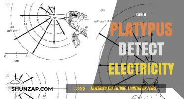 Electroreception in Platypuses: Unraveling the Mystery of Their Sixth Sense