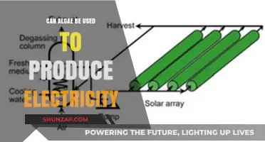 Harnessing Algae Power: Can Photosynthetic Organisms Generate Electricity?
