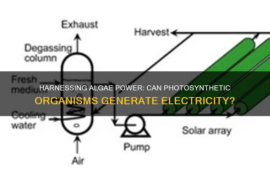 can algae be used to produce electricity