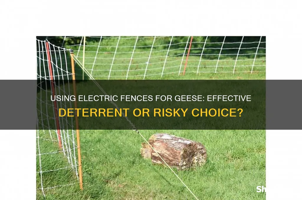 can an electric fence be used for geese