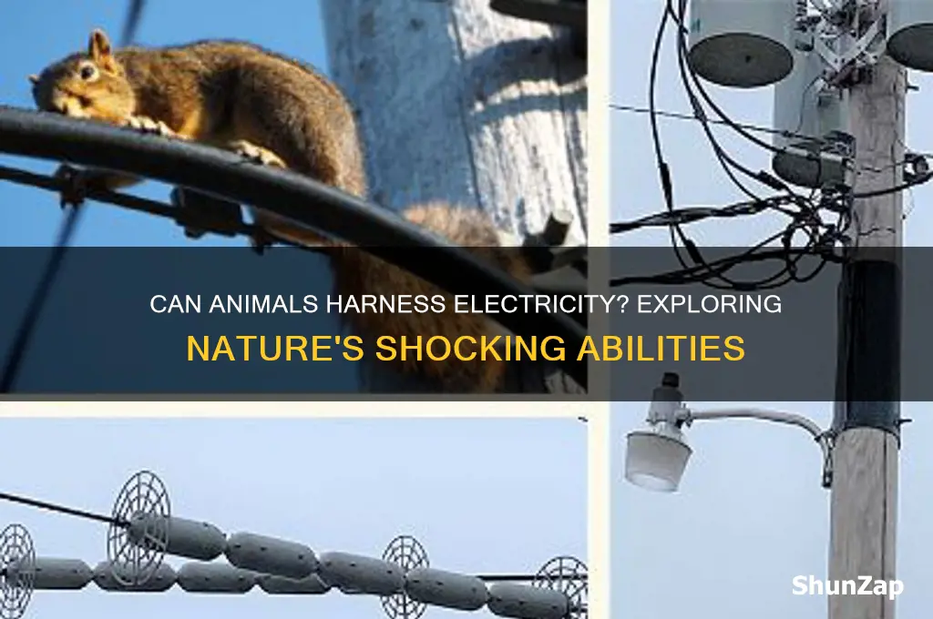 can animald actually use electricity