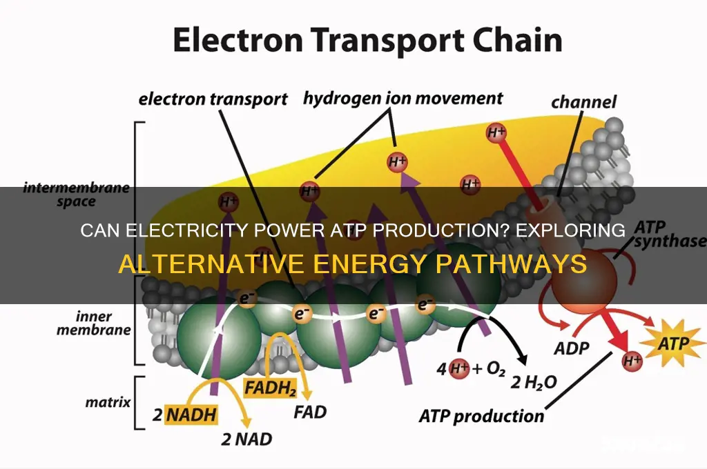 can atp be made using electricity