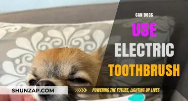 Can Dogs Safely Use Electric Toothbrushes? Expert Tips and Advice