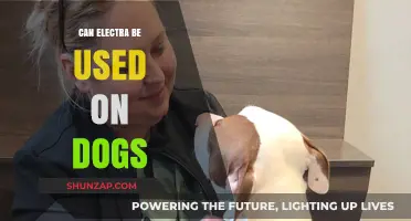 Can Electra Safely Treat Dogs? Exploring Its Use and Benefits