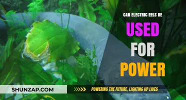 Electric Eels as Power Sources: Shocking Potential or Unrealistic Dream?