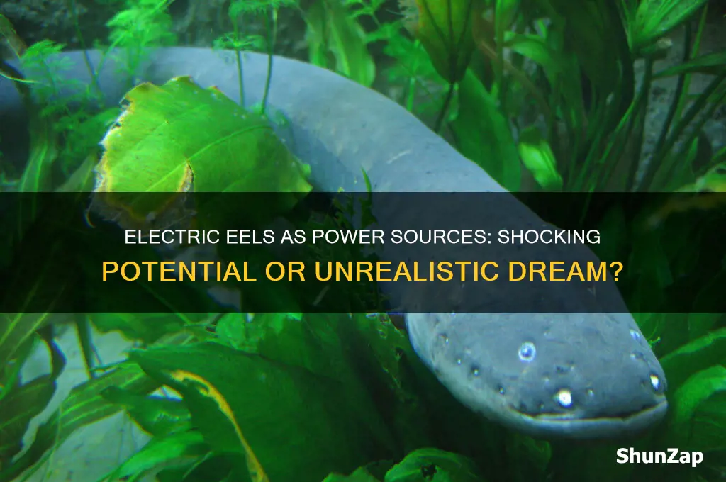 can electric eels be used for power