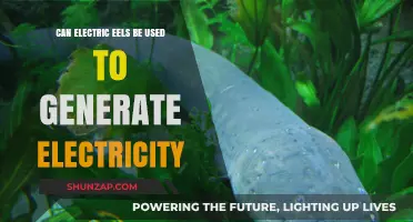 Electric Eels as Power Sources: Fact or Fiction?
