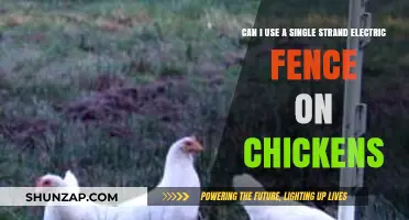 Single Strand Electric Fence for Chickens: Effective or Risky?