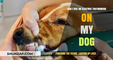 Electric Toothbrush for Dogs: Safe or Not? Expert Tips Inside