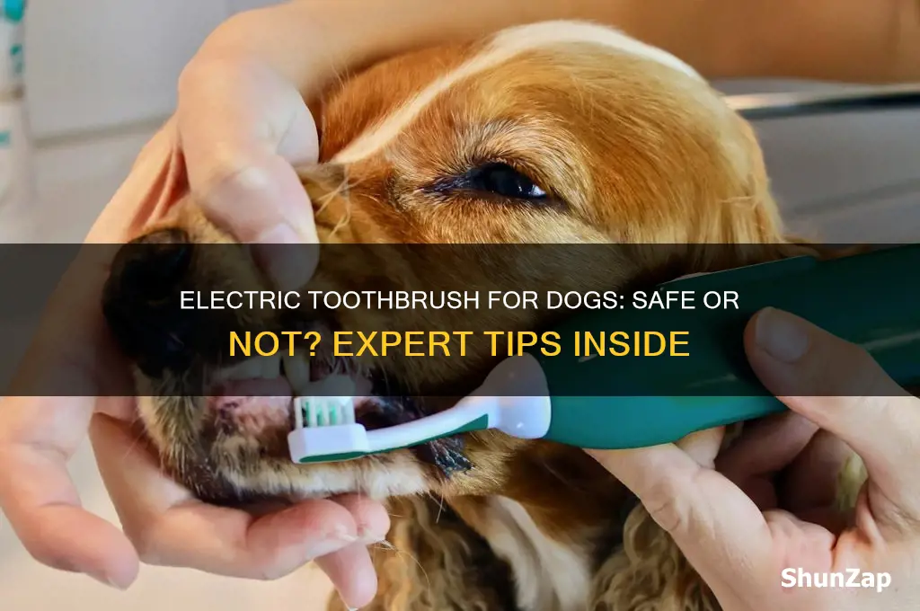 can i use an electric toothbrush on my dog