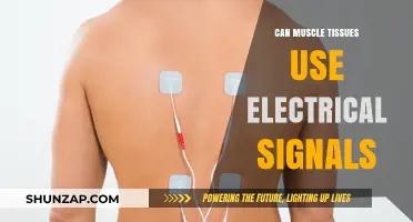 How Electrical Signals Power Muscle Tissues: Unlocking Movement Mechanisms