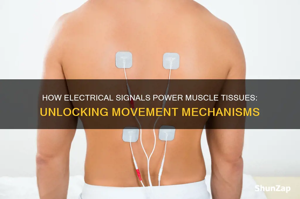 can muscle tissues use electrical signals