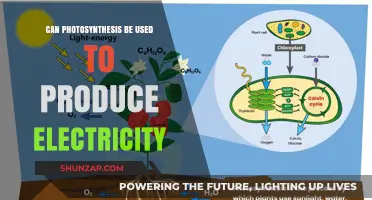Harnessing Photosynthesis: Can Plants Generate Electricity for a Greener Future?